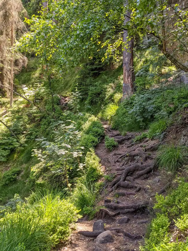 Schmaler Wanderpfad mit Wurzeln durch grünen Laubwald